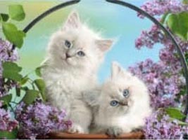 Persian Kittens
