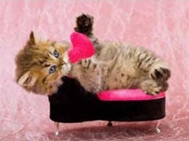 Pink Heart Kittens