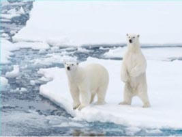 Polar Bears