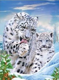 Snow Leopard